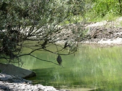 Fiume Savio